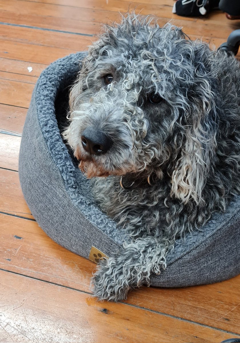 My friend at work today. Trying to train him to lie on my cold feet...