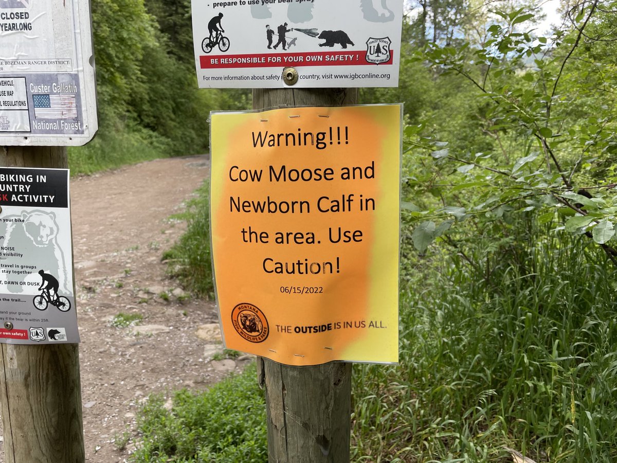 Seen (or rather thankfully NOT seen) on my run this morning: I hear the only thing scarier than a Montana moose is a Montana moose and calf encounter.