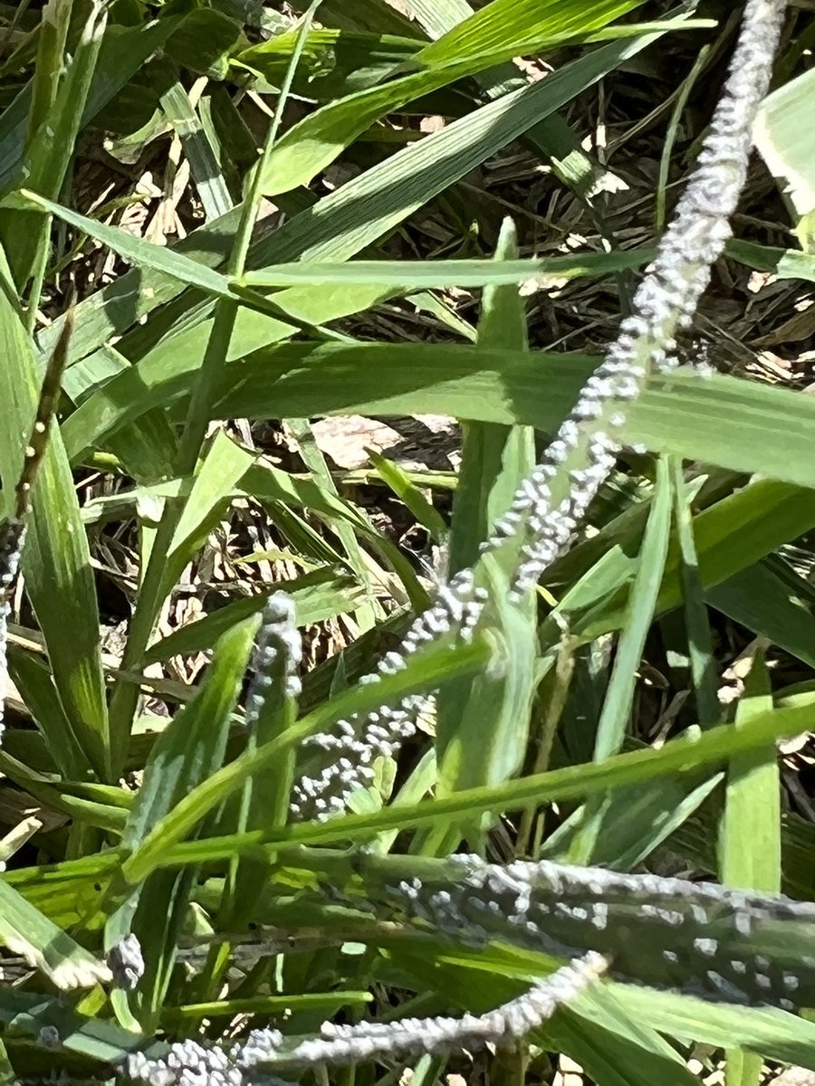 brode182's tweet photo. @JodyBugsMeUNL @UNLScottEvans I found some too! https://t.co/Ov0bU0EIOZ