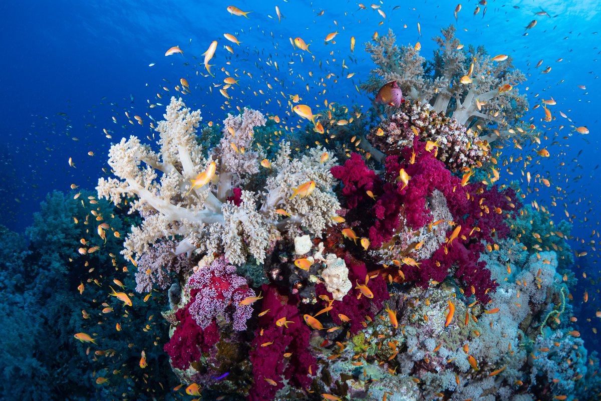 MissionBlue's tweet photo. "It’s humbling to be alive at all, when you think what a miracle it is, that Earth exists and we exist." @SylviaEarle

Photo by Pascal van de Vendel https://t.co/DZz0gn1rgS