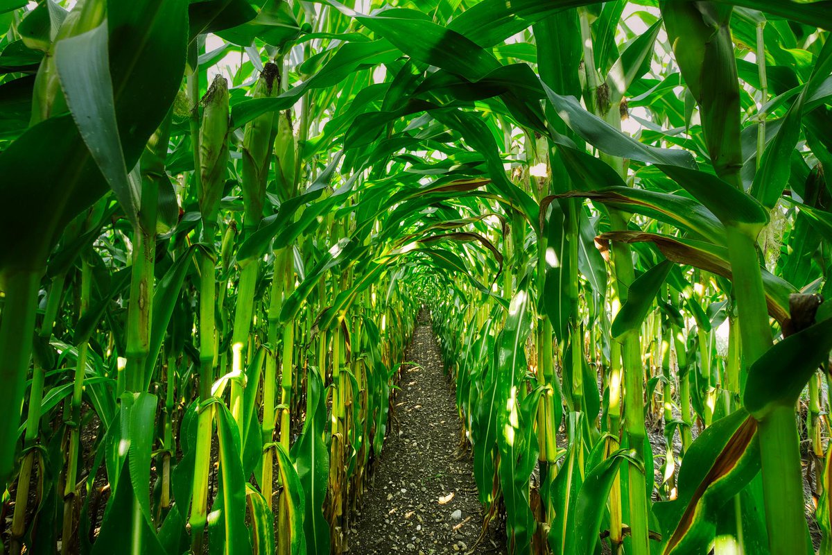 VE_Empresarial's tweet photo. #Finagro irrumpe en el mercado de valores con su contrato de futuros con pacto de retrocompra en maíz - Agencia de #Noticias #Venezuela Empresarial https://t.co/aH2lSkLHSE  @FinagroA @Finagro https://t.co/uMXtufE1gx