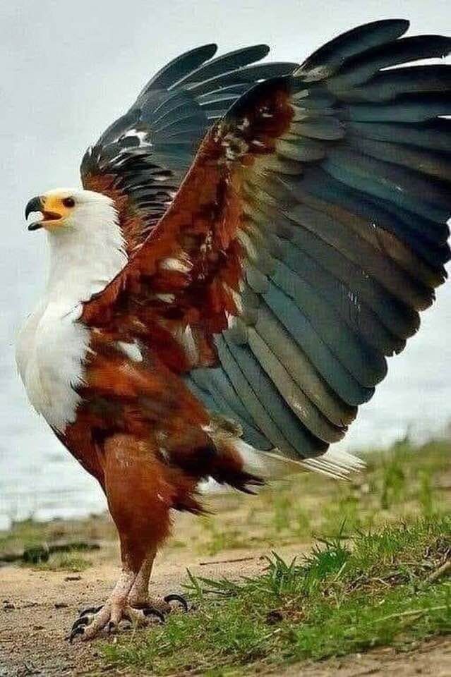 FXGSoS1WYAEAyej