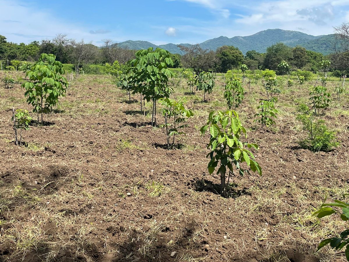 Raul_PaulinH's tweet photo. Hoy en San Pedro Tapanatepec, tuve el gusto de visitar la parcela de la sembradora Enrry Velazquez, ella es un ejemplo de la gran oportunidad para impulsar la producción de cultivos que contribuyen a mejorar la alimentación y el trabajo que realizan nuestras mujeres campesinas. https://t.co/1CX6Jyur3U