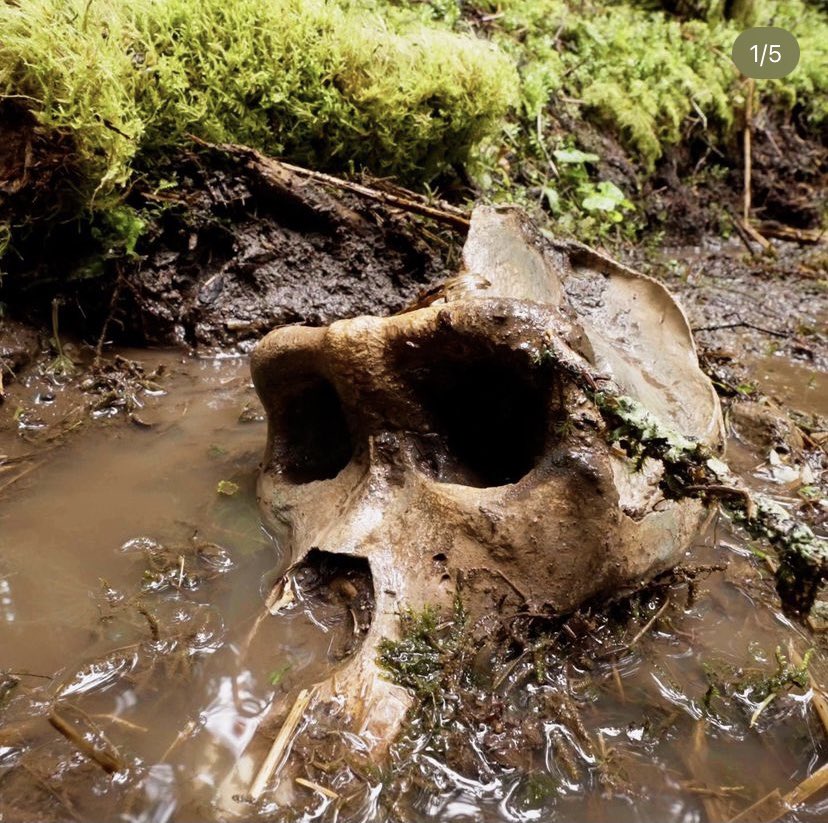 thesquatchsreal's tweet image. This is really cool stuff. @COYOTEPETERSON just posted this on his Instagram. Stumbled upon a primate skull while out in the Pacific Northwest. Can’t wait to see what information they get on it. Could it be a Bigfoot skull? #thesquatchisreal