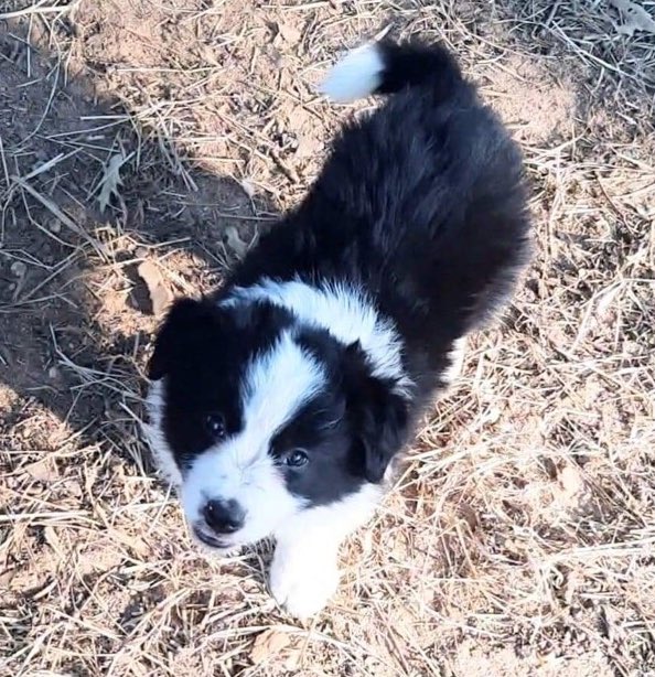 Beacon, (In Home) Border Collie Service Dog tweet media