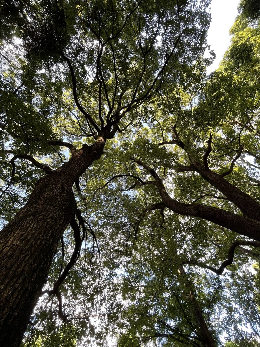 ayastepn8's tweet photo. 昨日は自然に触れたくて🌻木陰はとっても気持ちが良い🌲あぁ〜最近久しぶりに体調がちょっと悪かったし引きこもってたし食べすぎてたし🥳🍕暑いけど涼しい時間帯を見つけてのんびり過ごしたいね👟💚#STEPN https://t.co/ypHphuAgl5