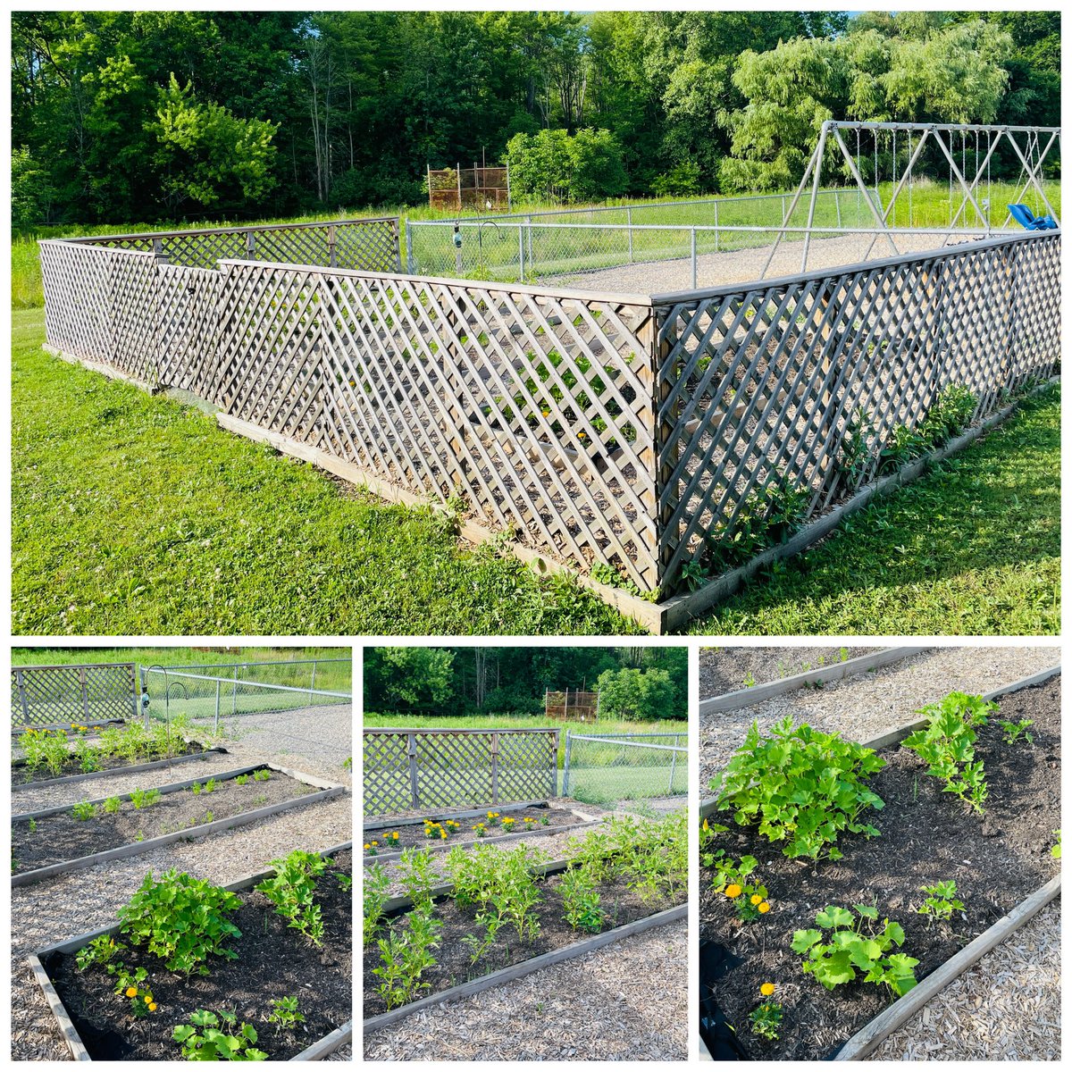 School is out for summer, but things are still blooming &amp; growing at Rushwood! ☀️

Our 3rd grade garden has some veggies and flowers growing &amp; the pollinator habitat is buzzing with activity! 🌱🌸🐝
