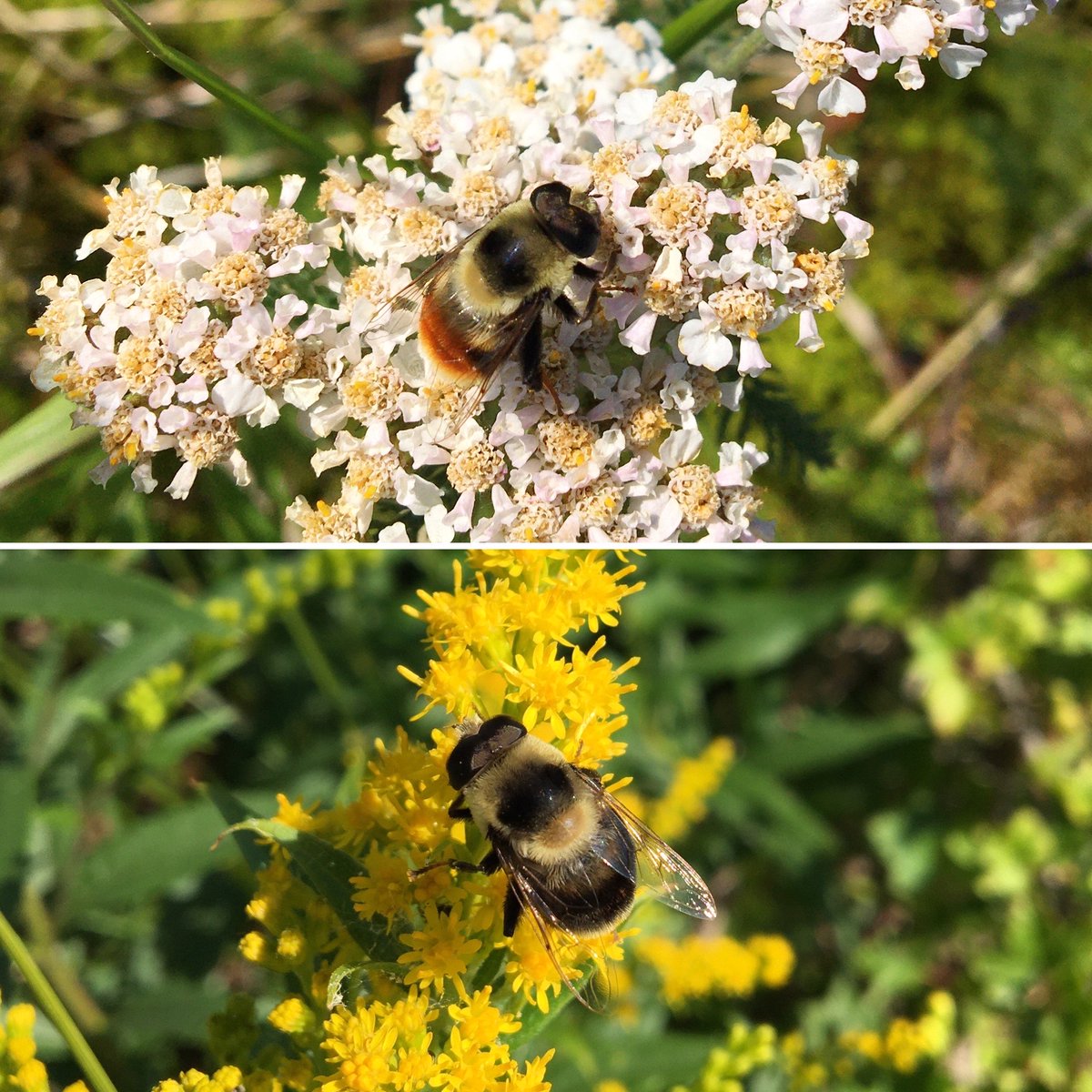 Bee or fly? The pollinators in the pictures below are flies! Drone flies masquerade as bees with various striping patterns that are almost perfect matches to many bee species. They are such good bee mimics that they even have similar flight and nectaring behaviors as bumble bees!