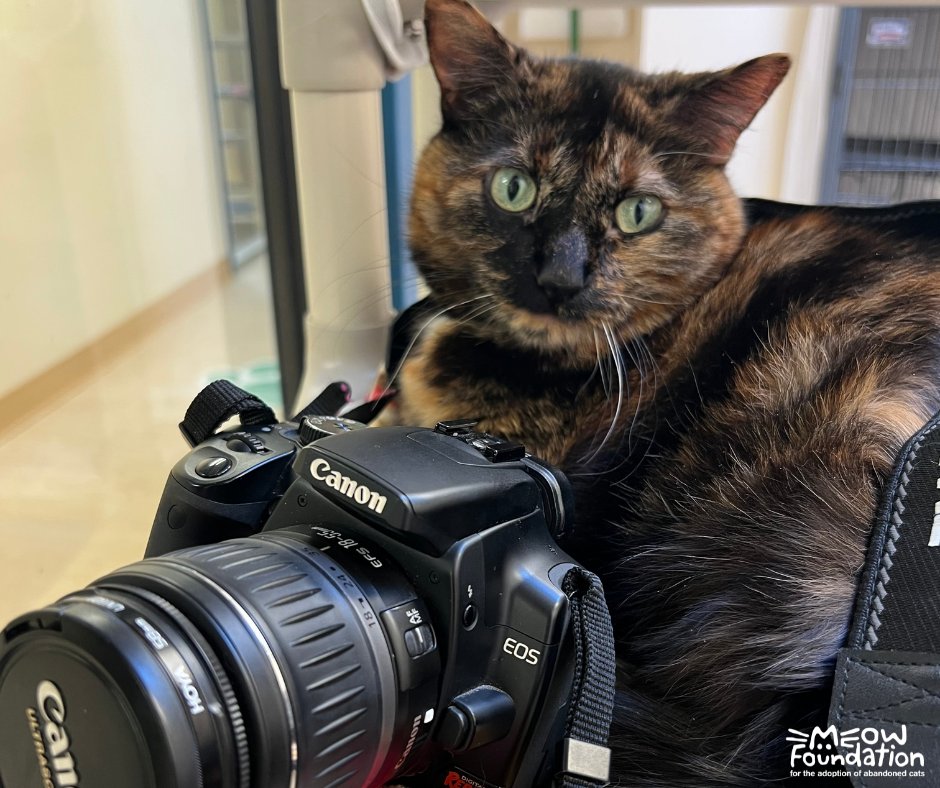 MEOWFoundation's tweet photo. Would your cat consider themselves a meow-del? Now is their chance to showcase how cute they are to the world 📸 A $50 donation gets you a miniature photo of your cat in our 2023 MEOW Foundation calendar! Visit https://t.co/7fGvmaFHlc for more details #yyc #catsofyyc #yycliving https://t.co/X2BPFAvblG