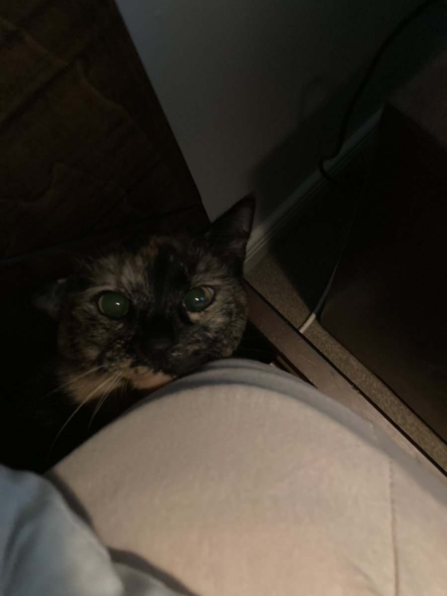 #Covid isolation feels 🐱❣️