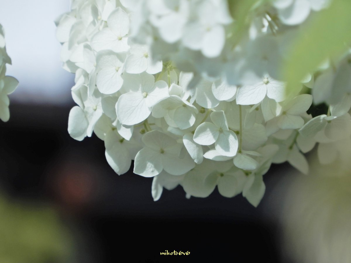 mamakun_6v6's tweet photo. 清楚な白い花 ❀🌿🙂
 
花言葉：寛容・ひたむきな愛情・家族愛・友情・平和
#アナベル #紫陽花 #アジサイ #花写真 #ふぉと #写真で伝えたい私の世界 #私とニコンで見た世界 #キリトリセカイ #Annabelle #SmoothHydrangea #Hydrangea #FlowerPhotography #Nikon #CoolPixA900 #Mikotography #coregraphy https://t.co/5CZ8lRwYyL