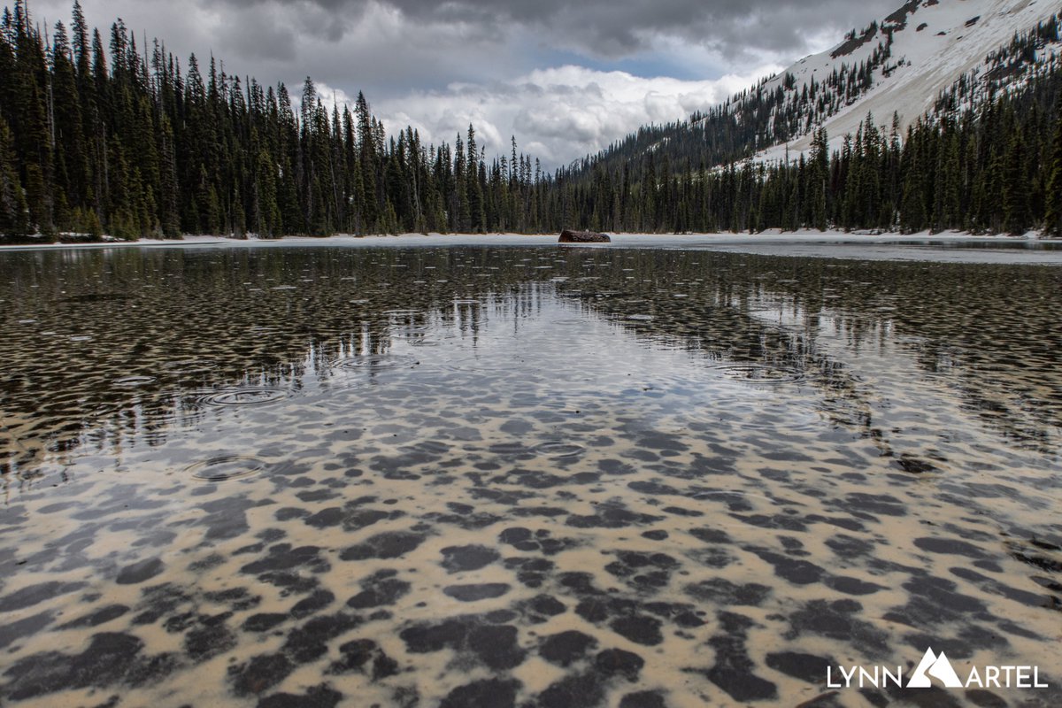mountainlynn's tweet photo. During dry years - as we experienced in western Canada last summer - coniferous trees produce an abundance of cones to ensure the species’ survival. This year's abundance of pollen - creating the fascinating pattern on this partly frozen alpine lake - is for the same reasons. https://t.co/U3oBWrYKzp