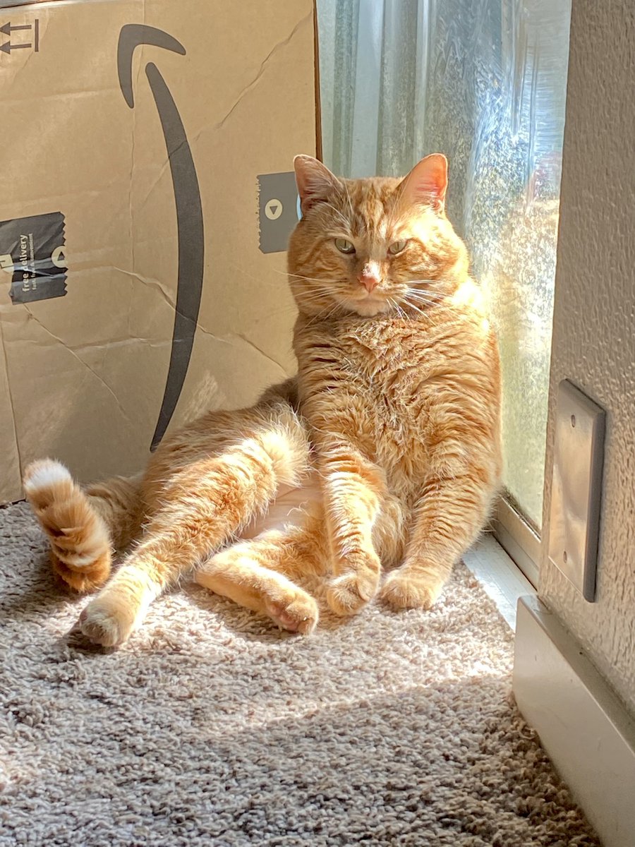 We are taking this week off over here at Dial M for Magic. To give our performers a much needed break. However, some of our characters have composed a very special thank you! Bass the cat even makes a very special performance! So make sure to check it out his work!