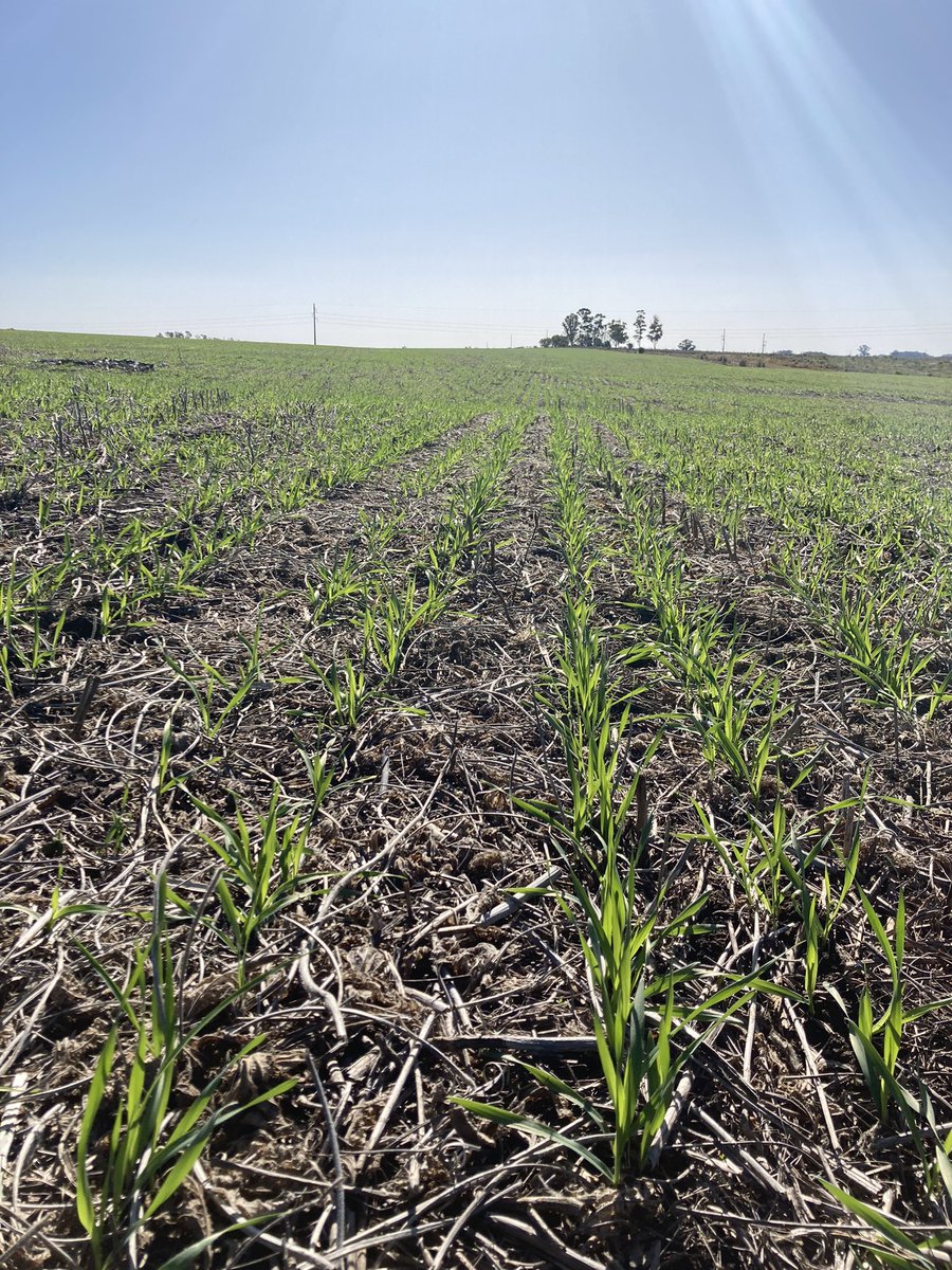 Maltería Oriental SA tweet media