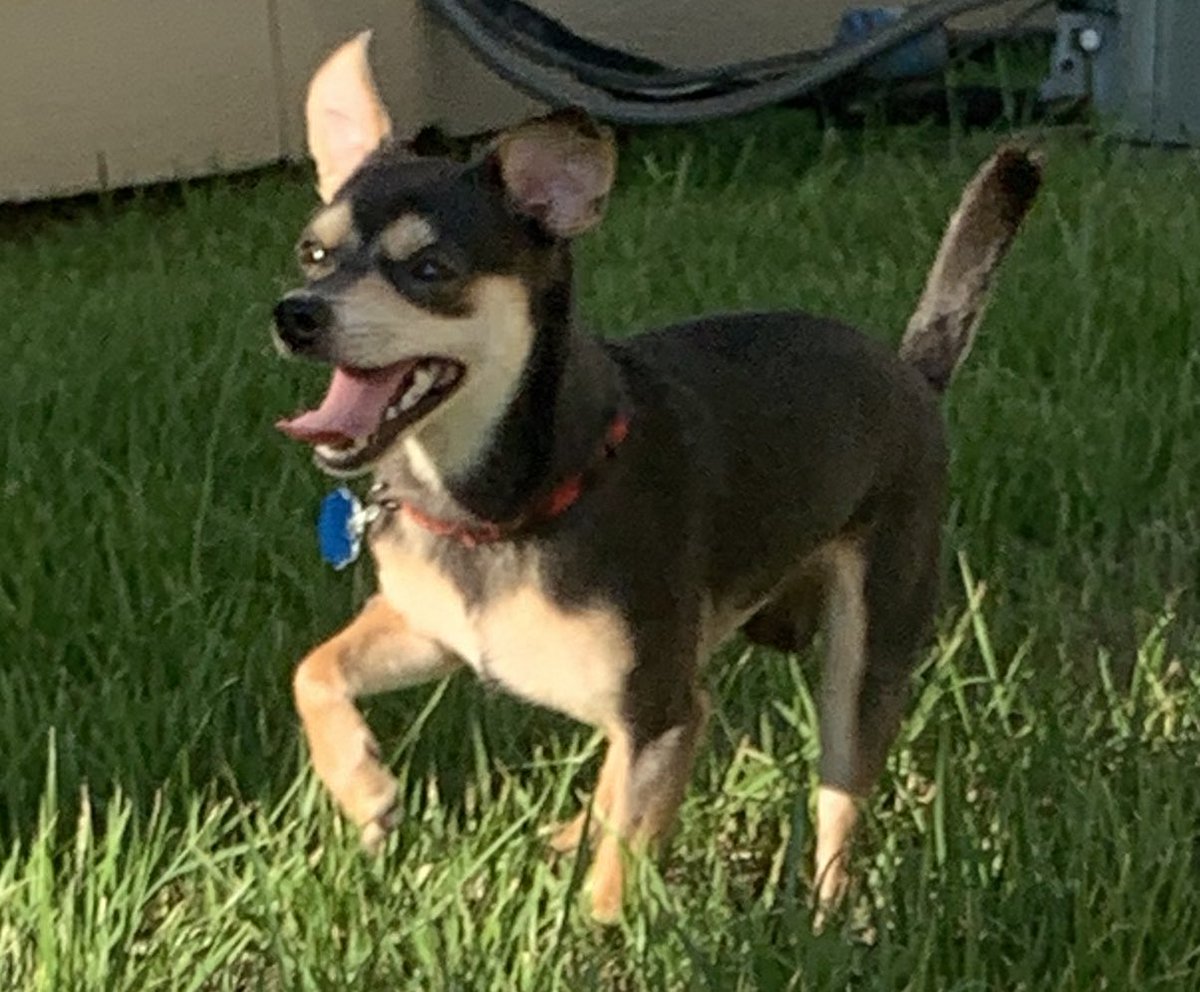 Víctor Ramón tweet media