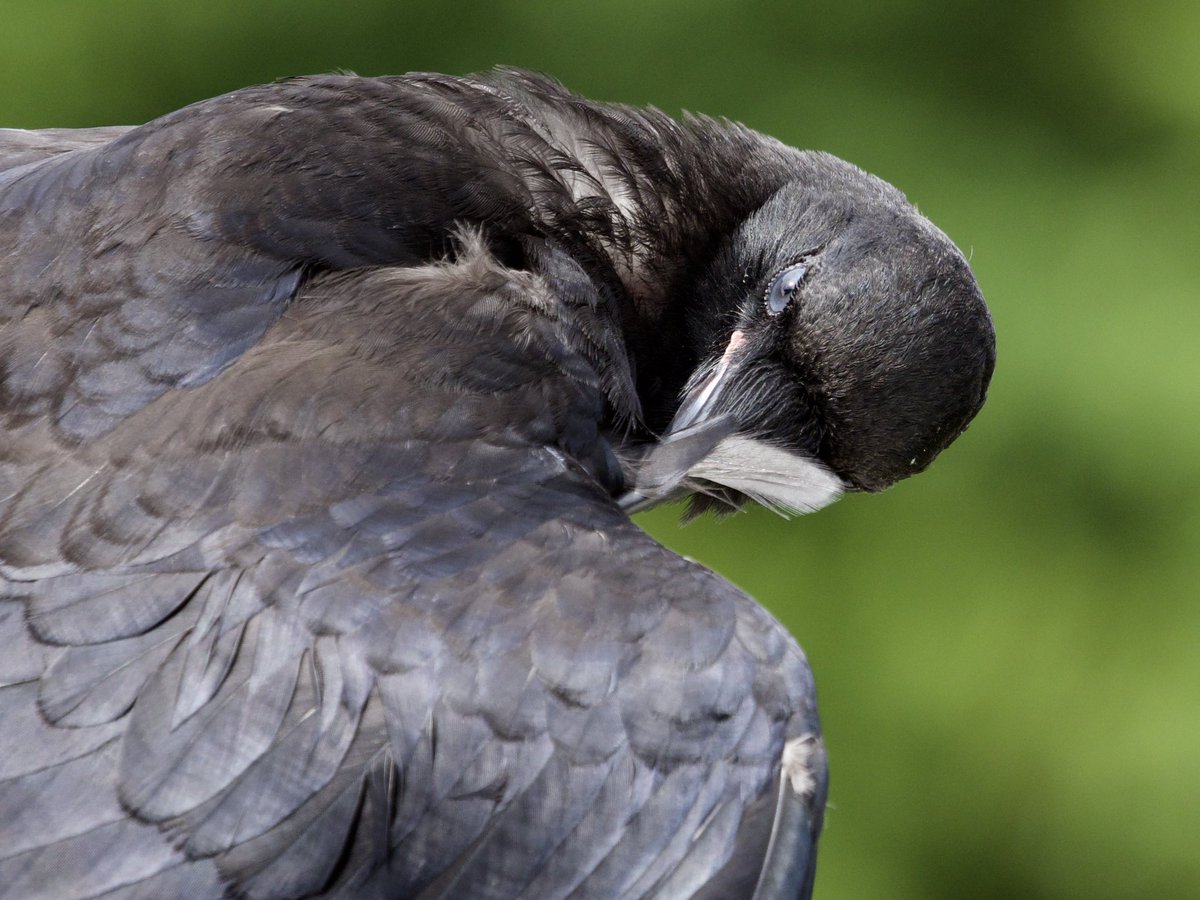 ingridtaylar's tweet photo. A parent American Crow and two kids, growing up in the trees behind our balcony. The juveniles, with blue eyes and pink gape, regularly beg mom and dad for food, and thereβs no mistaking the calls when a baby crow is hungry. #birdphotography #americancrows https://t.co/iFGEbLjHpw