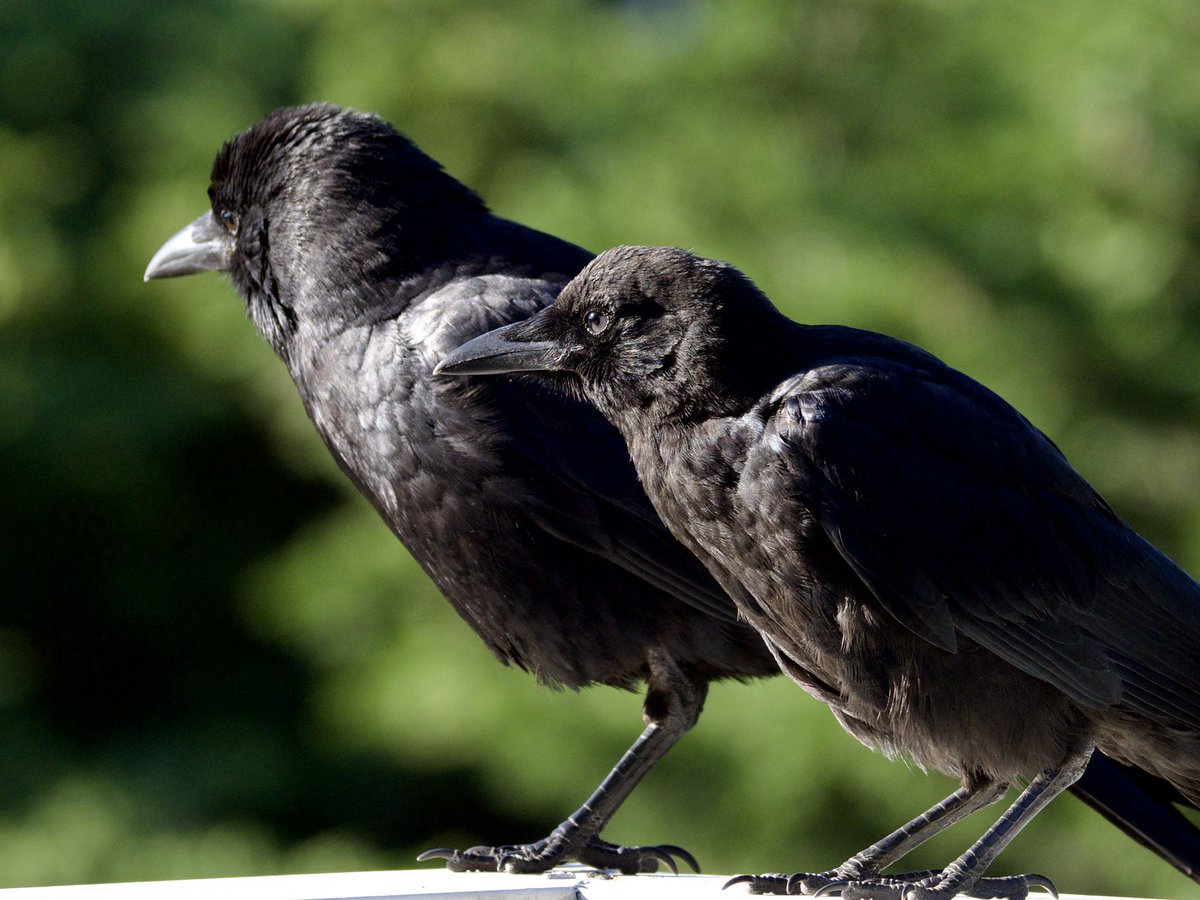 ingridtaylar's tweet photo. A parent American Crow and two kids, growing up in the trees behind our balcony. The juveniles, with blue eyes and pink gape, regularly beg mom and dad for food, and thereβs no mistaking the calls when a baby crow is hungry. #birdphotography #americancrows https://t.co/iFGEbLjHpw