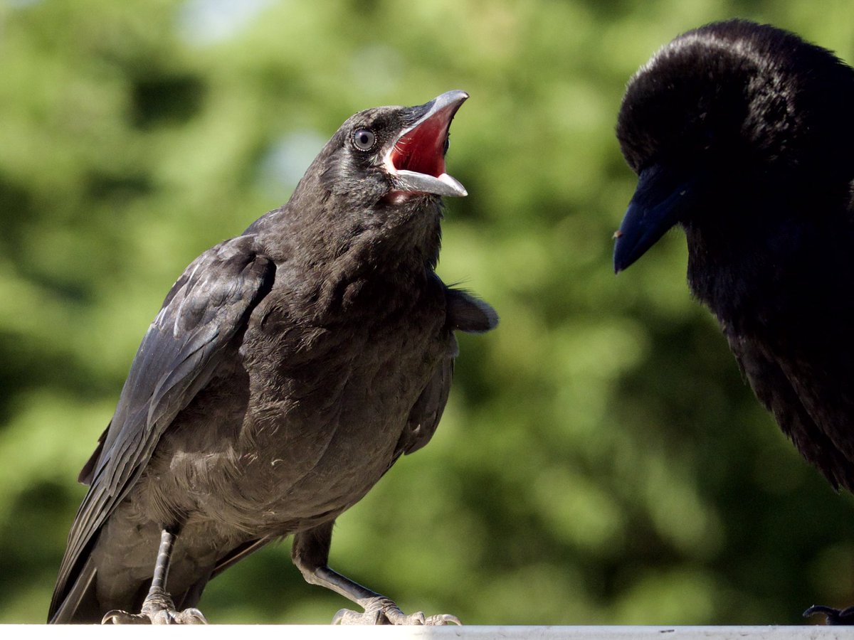 ingridtaylar's tweet photo. A parent American Crow and two kids, growing up in the trees behind our balcony. The juveniles, with blue eyes and pink gape, regularly beg mom and dad for food, and thereβs no mistaking the calls when a baby crow is hungry. #birdphotography #americancrows https://t.co/iFGEbLjHpw