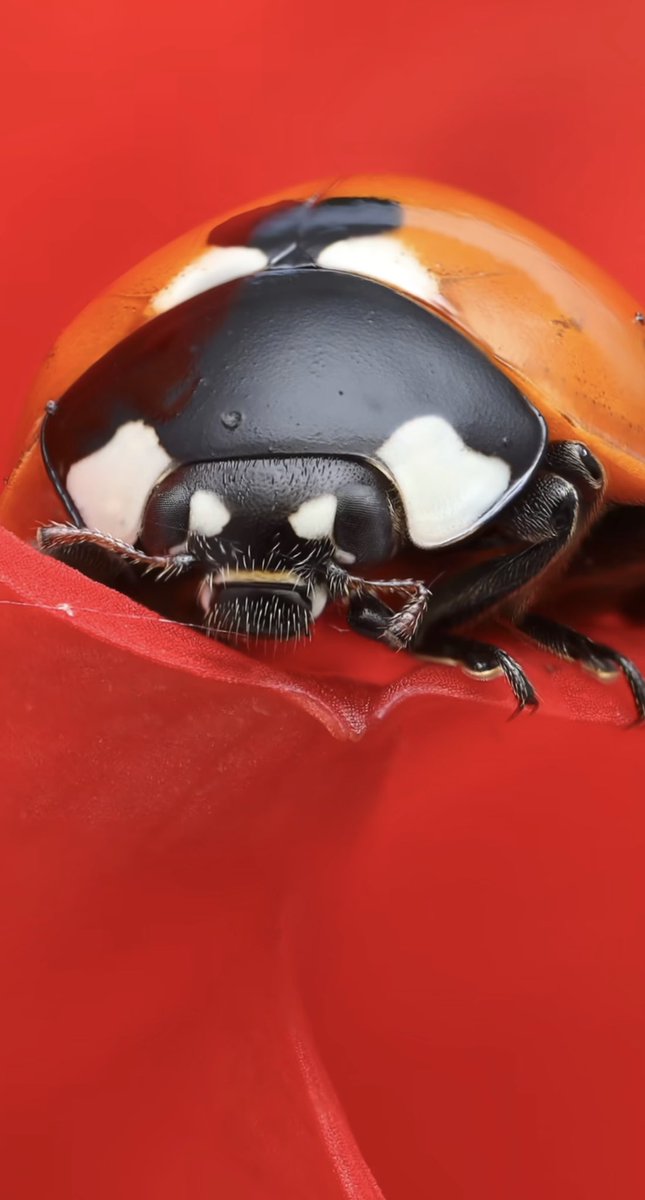 mostra4u's tweet photo. 🐞#microbug #ladybug
#thelittleworld #micro #fun #colors #microonline https://t.co/h7Z8WbWLz6