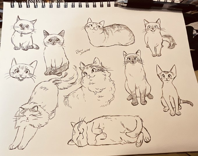 🐈 