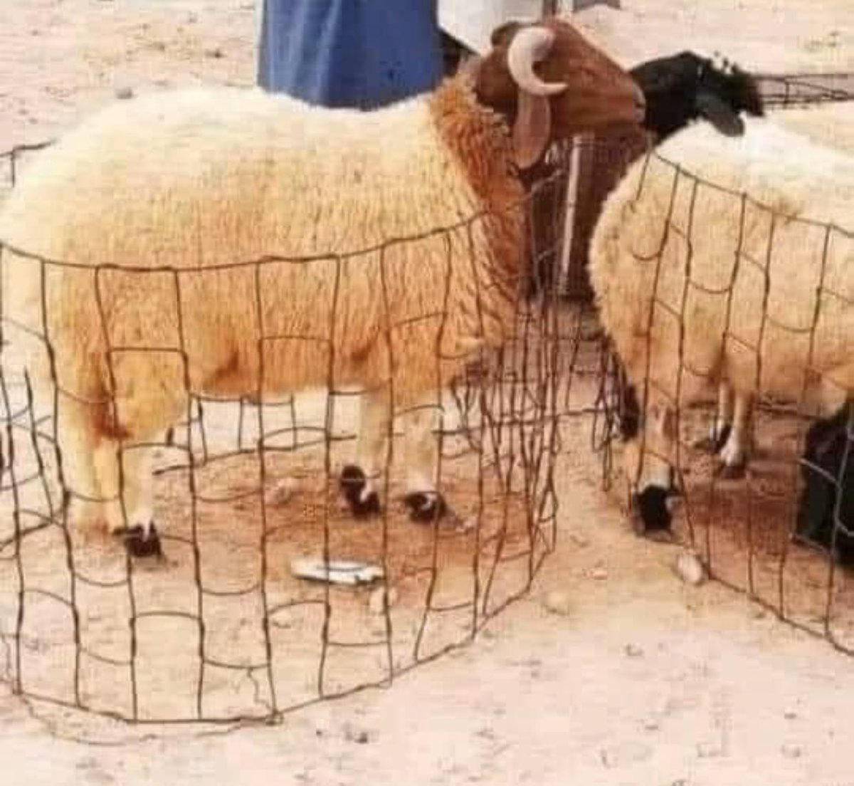 ip700k's tweet photo. رجل أراد أن يتصدق بكبش العيد دون أن يعرف أحد.. فأرسل الكبش مع صديقه لرجل فقير وطلب من المرسل أن لا يذكر إسمه للفقير وبعد أيام.

كان الرجل الذي تصدق بالكبش يتجول في السوق وفجأة وجد الرجل الفقير يقف وبجانبه نفس الكبش الذي تصدق به
عليه دون أن يعلم وكان الرجل يريد بيعه.. https://t.co/17c7cW3hT7