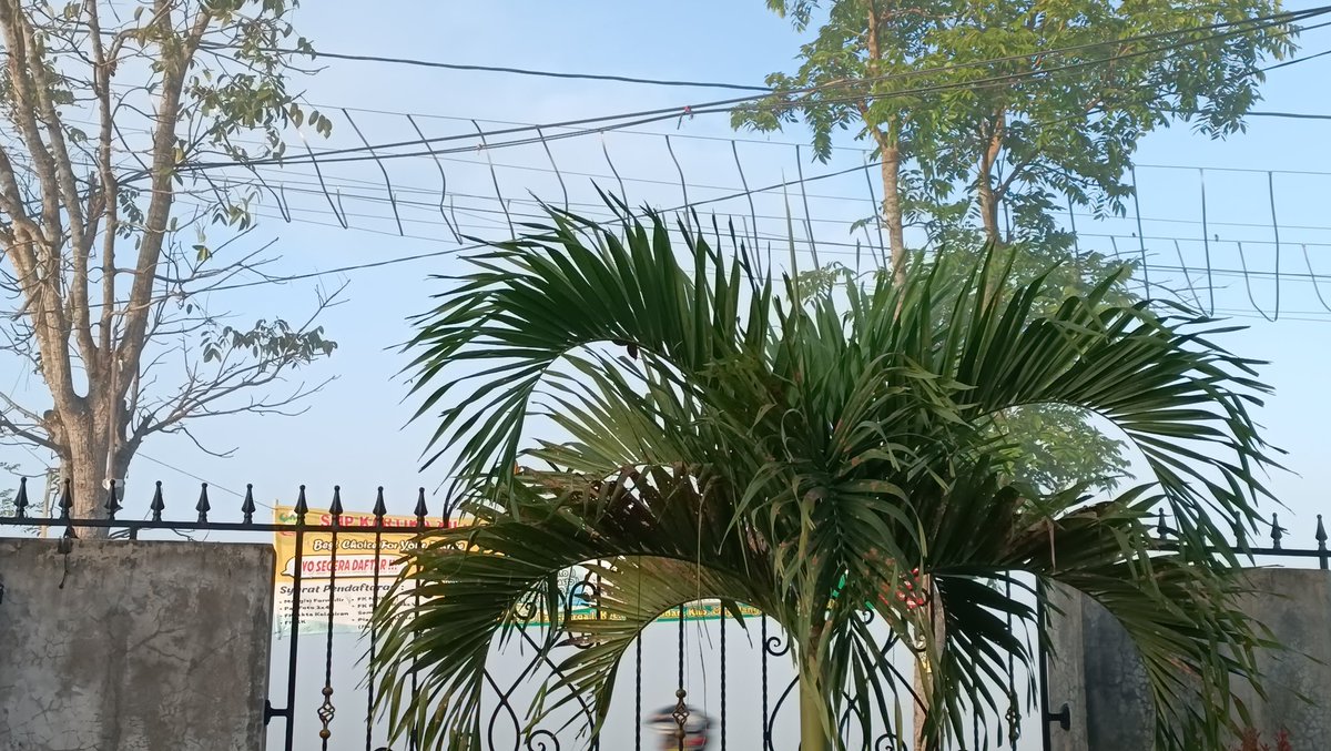 jacintha_box's tweet photo. Berangkat sekolah masih ada kabut... Itulah Magelang. Eh Metro deng aka Mertoyudan. Pokoknya listrik lbh hemat, gak perlu AC. Seharian tegel lantai dingin, kata cah suroboyo yg pernah nginep ๐๐
#MagelangStory
#LifeInMagelang https://t.co/9L5hnAGOOy