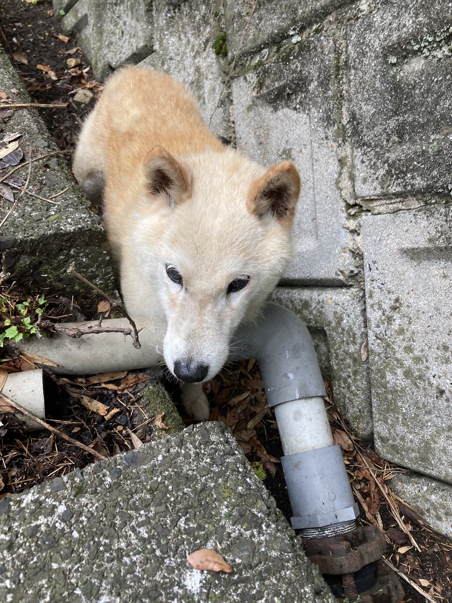 tzrtama's tweet photo. しまなみ海道で捨て犬がいます。
バイクなので、保護できませんでした。
どなたか、保護してあげてください🙇‍♀️ https://t.co/VYXCCShvca