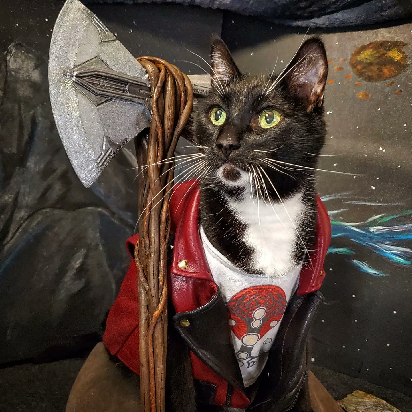 Cat superhero costume hot sale