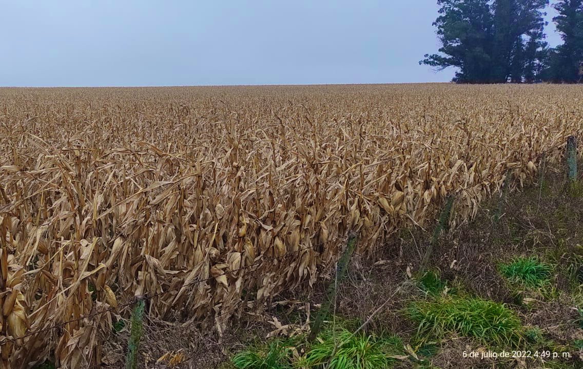 Cosecha de MZ SRM 6620 VT3P en Gonzales Chaves.
Fecha Siembra: 5-15/11
Densidad: 46.000 pl/ha
Fertilización: 100 kgs/ha MAP + 100 kgs/ha Urea en V6
Herbicidas: Atrazina + Metolacloro en preemergencia y repaso con Glifosato + Picloram en V5
Rendimiento: 88 qq/ha
CC: <a href="/tebesmauricio/">Mauricio Pablo Tebes</a>