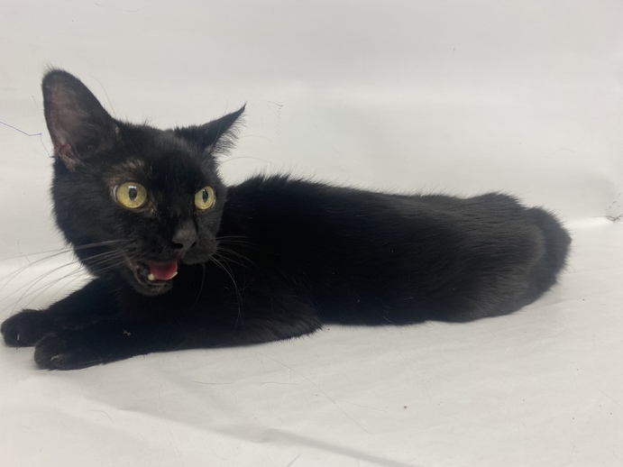 THERE ARE 21 ANIMALS (7 CATS &amp; 14 DOGS) AT RISK FOR SATURDAY 7/9/22 DEADLINE IS NOON. PLEASE SHARE, FOSTER, ADOPT, TAG FRIENDS, POST TO SOCIAL MEDIA SITES, PLEDGE TO HELP SAVE THEIR LIVES. newhope.shelterbuddy.com/animal/list