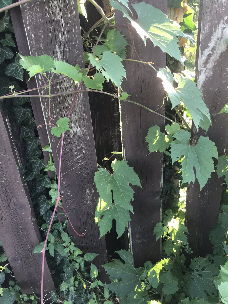 Mayakasho's tweet photo. When you’re Syrian and you find Warak Enab in the Backyard 🏠 Hope it tastes good like the Mediterranean grape leaves back home!
#warakenab #yalanji #dolmas https://t.co/JoLJZ7ccDz