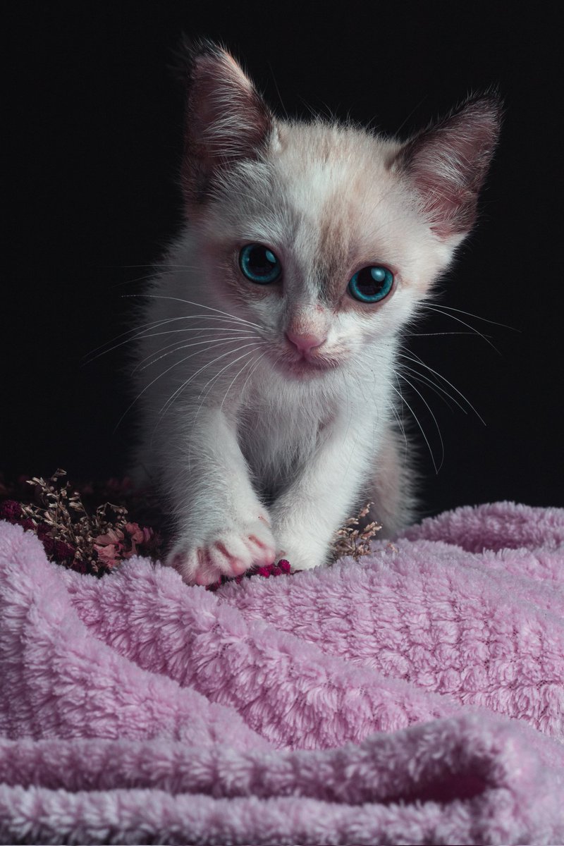 Michellpz25's tweet photo. 🐱🐾

#gatos #mascota https://t.co/Tbe3ZdFAEj