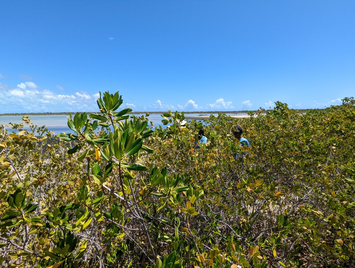 hkmorrissette's tweet photo. In Barbuda this week with Deborah Brosnan & Associates analyzing mangrove carbon in a future restoration site! The local sea turtle monitoring team is joining us in the field to #BuildLocalCapacity in the blue carbon sphere. https://t.co/ixvqaZx6PK