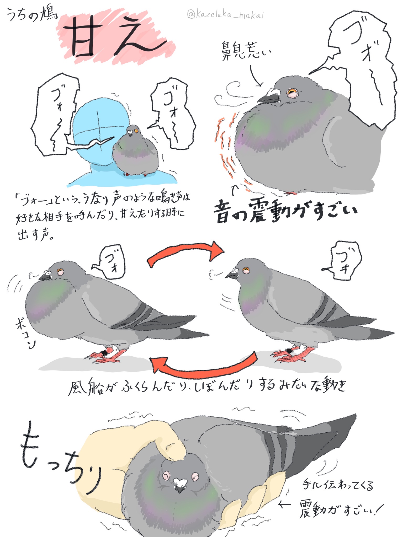鳩 レース鳩｜種鳩紹介｜ヤンセン系・其の他系6｜山形のモアクロフト