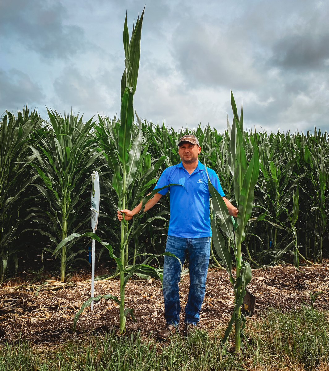 mnott2's tweet image. @BayerTraits #Smartcorn #Shortcorn system showing up strong in Northern IL! Looking forward to seeing results ! @ChannelSeed @ChannelSeedNIL @SeedCornGirl @DanielLundeen