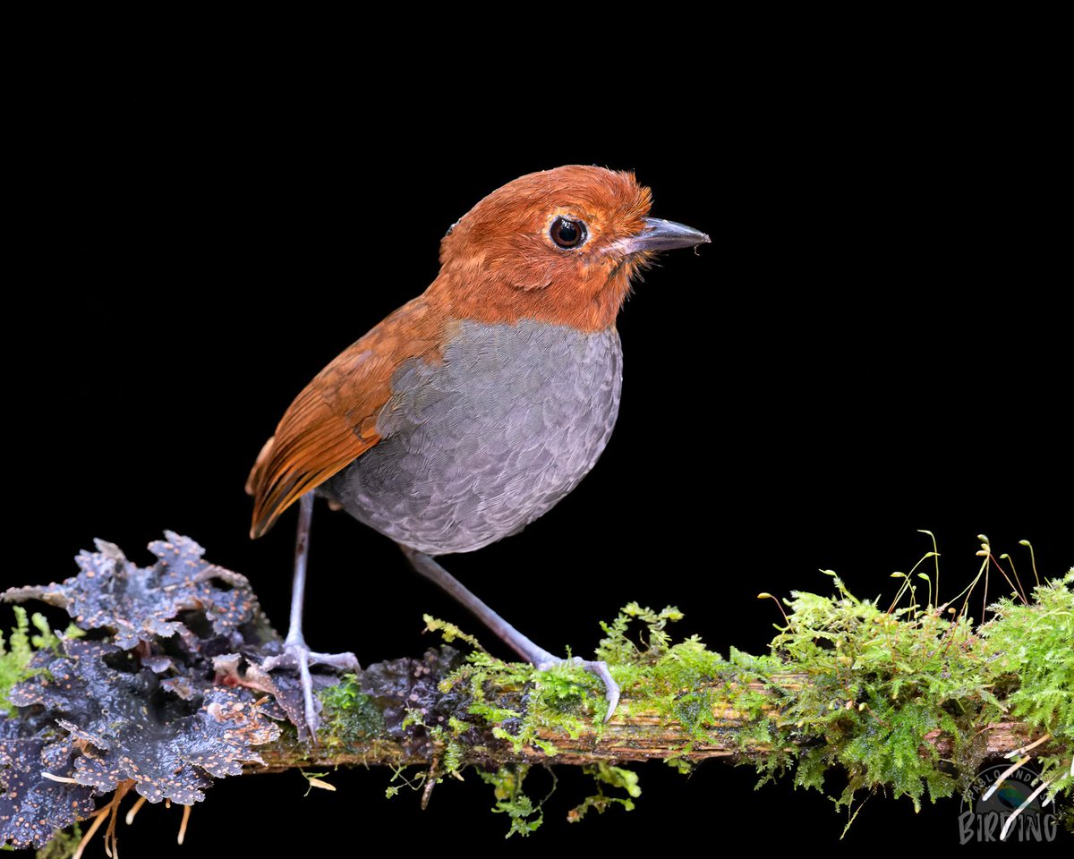 BirdingPablo's tweet photo. 🤩 ¿No es acaso una belleza? Tororoi Rufocenizo, sí que lo es.

📸 Nikon Z7 II
ISO 10.000
f/7.1
500mm
1/160 s

🔦 No utilicé flash pero sí un par de luces para darle iluminación tenue desde abajo y desde uno de los lados. También utilicé trípode. 

😀 ¿Qué opinan del resultado? https://t.co/wHcYTXJC0C