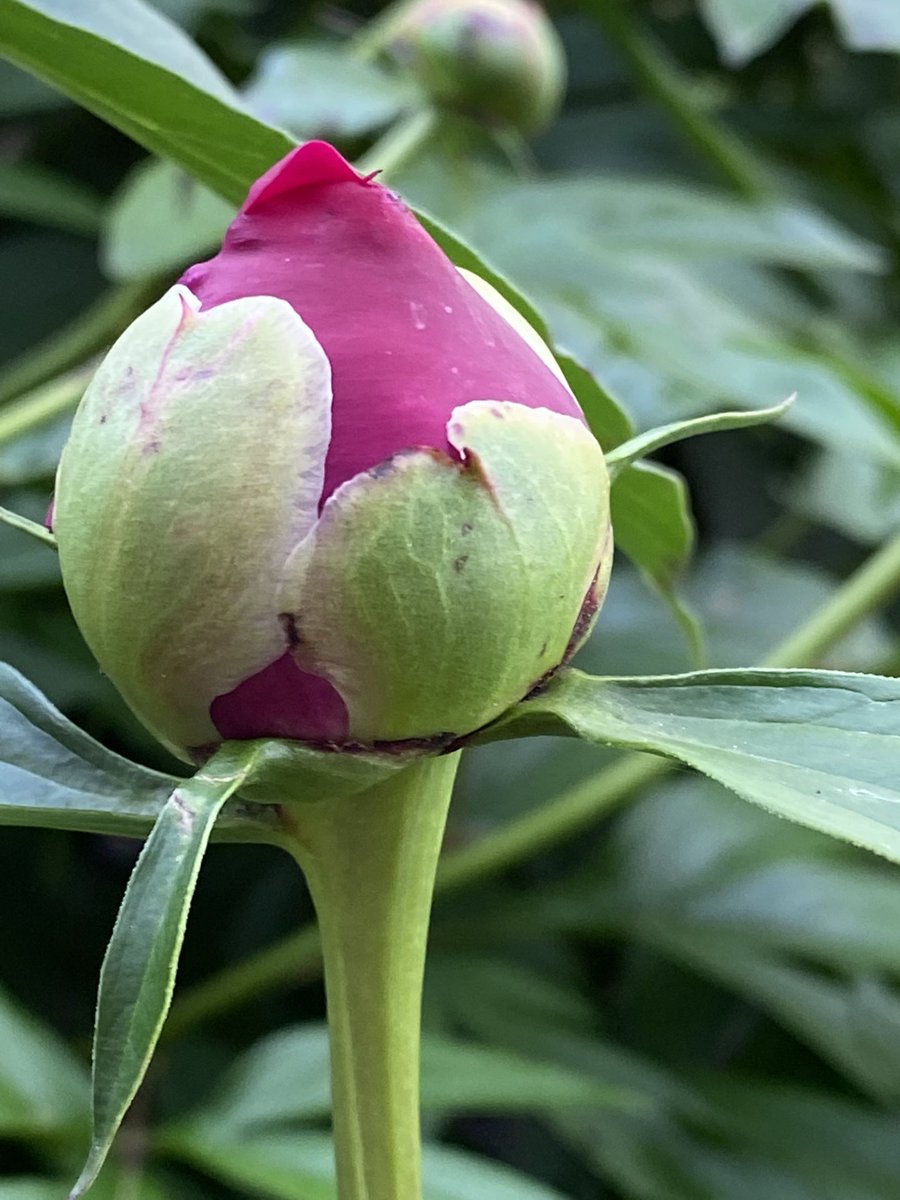 EdithGoddard's tweet image. The start of a beautiful flower!