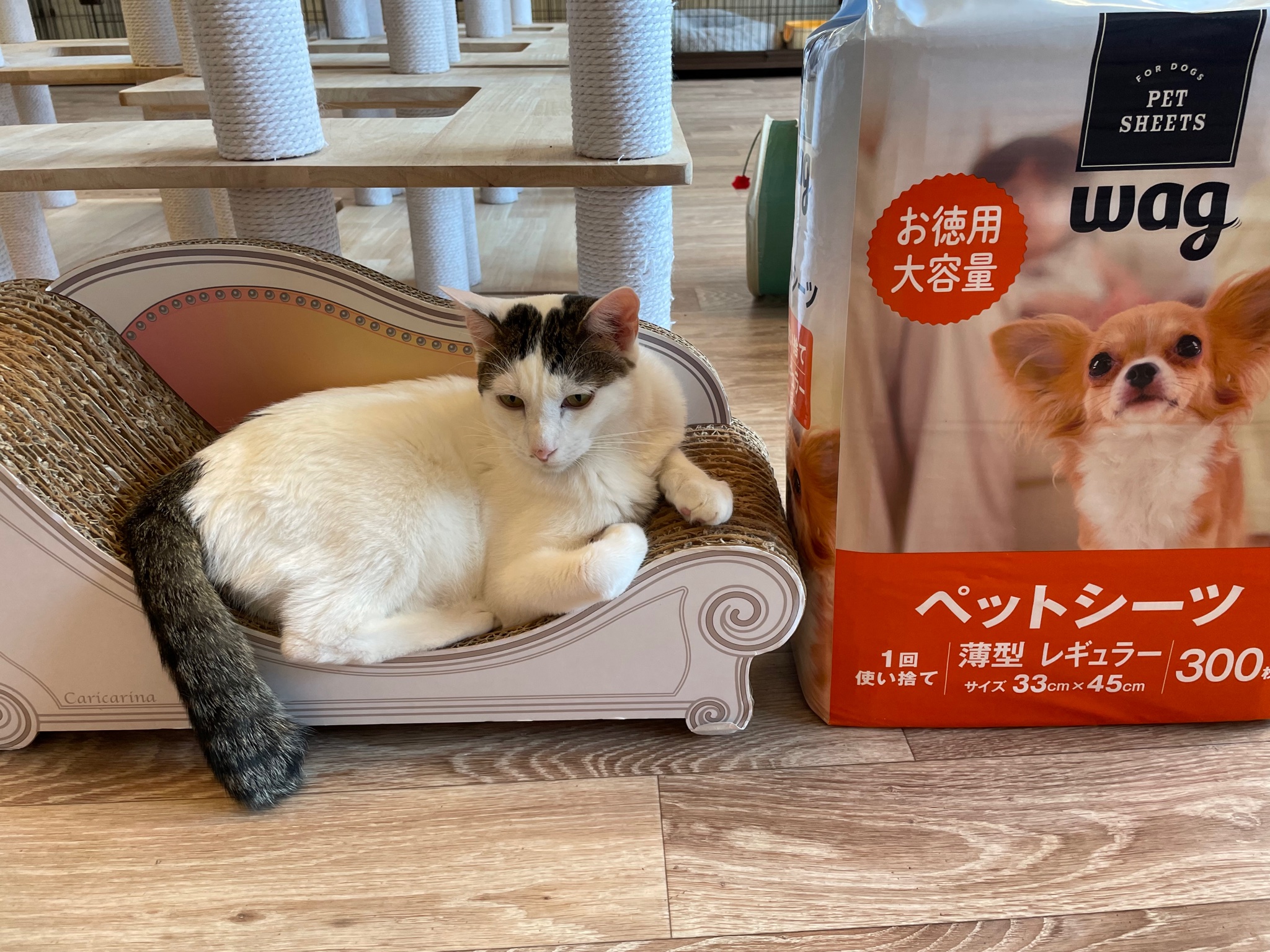 保護猫カフェねこかつ 川越 大宮日進 Amazonのほしい物リストから ペットシーツを送っていただきました 必需品をありがとにゃん Byベルリオーズ 川越 ねこかつ 保護猫 保護猫カフェ 川越 日進 里親募集 スリアロペットチャリティー