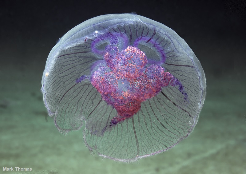 The moon jelly is the most common jellyfish in UK seas, no need to worry though - it doesn't sting humans 💙  wildlifetrusts.org/wildlife-explo…