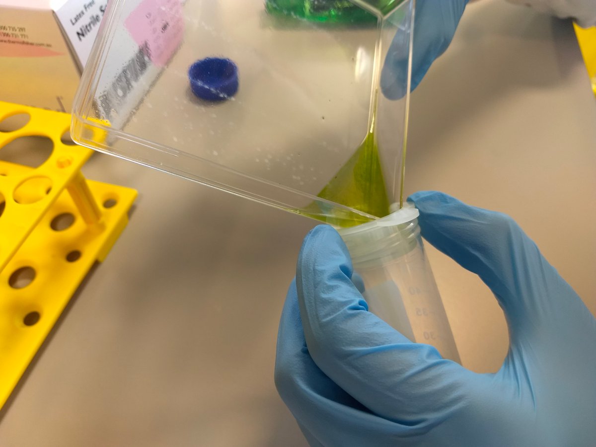 Want a simple, efficient & reproducible 96 well plate protoplast transfection protocol for Arabidopsis? @TheAdelKhan has you covered. Used in our recent work developing gene circuits in plants. dx.doi.org/10.17504/proto… biorxiv.org/content/10.110… nature.com/articles/s4158…