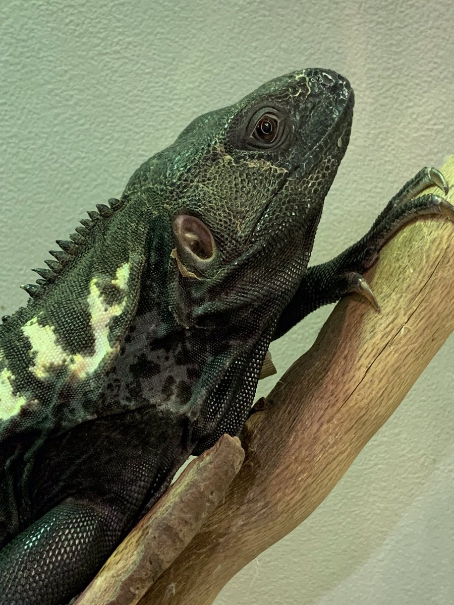 HachuMelt's tweet photo. 天神にある小さな動物園
はちゅメルト🦎

オープンしております✨
まったりゆったりと爬虫類、フクロウ、ショウガラゴがお出迎え❣️

是非ご来館お待ちしております🦎 https://t.co/qFylrAHfXv
