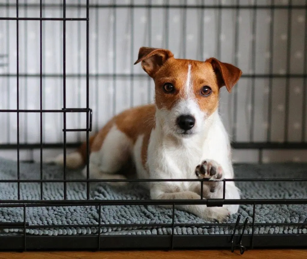 Perfect for #dog crates or as cosy travel beds, these luxurious #mats from @Soggydoggy_UK are super soft and odour free Get 15% off when you use DOTTY15 dotty4paws.co.uk/product/soggy-… #EarlyBiz