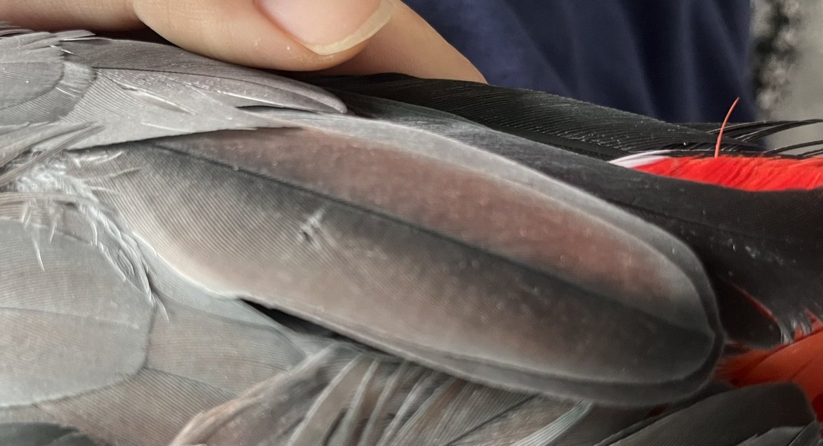 이번에 새로 나는 깃들이 전부 빨간색이에요.. 드문드문 섞인적은 있었지만 이렇게 다 빨간건 처음이라 좀 당황스러워요 병원을 가 봐야 할까요( °̥̥̥̥̥̥̥̥◡͐°̥̥̥̥̥̥̥̥)