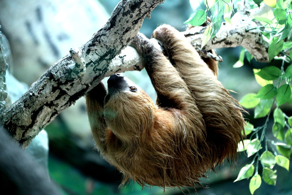 なまけものフレンズ ナマケモノ専門サイト製作中 Namakemono Fr Twitter