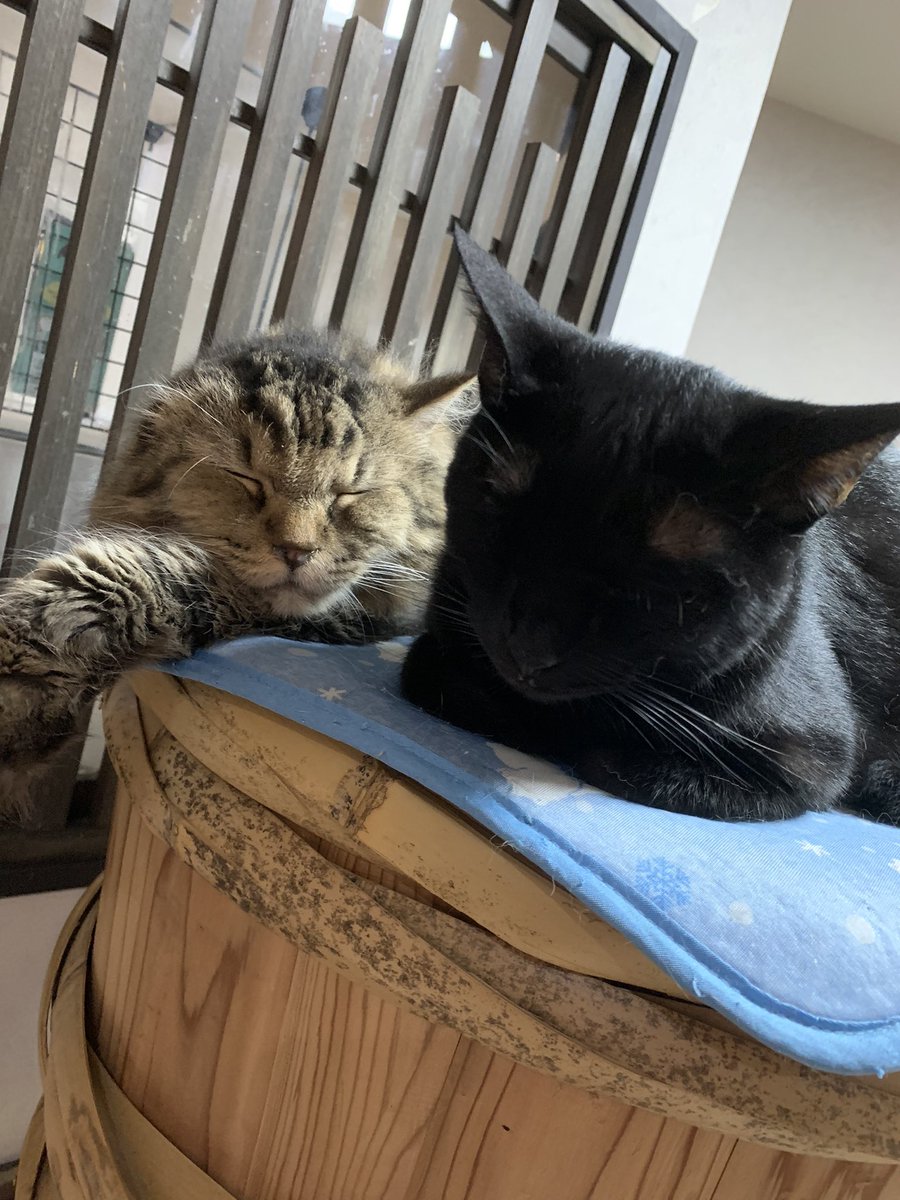 猫カフェに男1人で行くのは変 男性お断りのお店が増えてるって本当 Catハウス