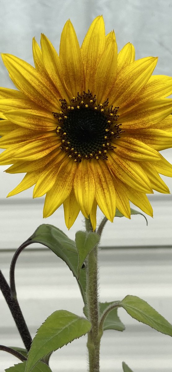 HighVibesC's tweet image. Happy summertime Friday #glow with the flow 💛💛