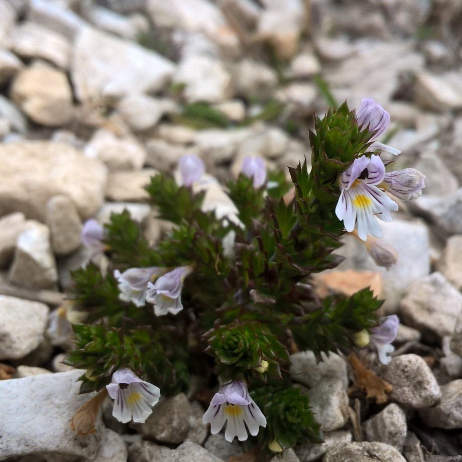 PurbeckWild's tweet photo. Diminutive calcareous definitives - Eyebright, Wild Thyme and Squinancywort.

#365dayswild #wildflowerhour #chalkdowns #TwitterNatureCommunity https://t.co/lSAjTlWPrp