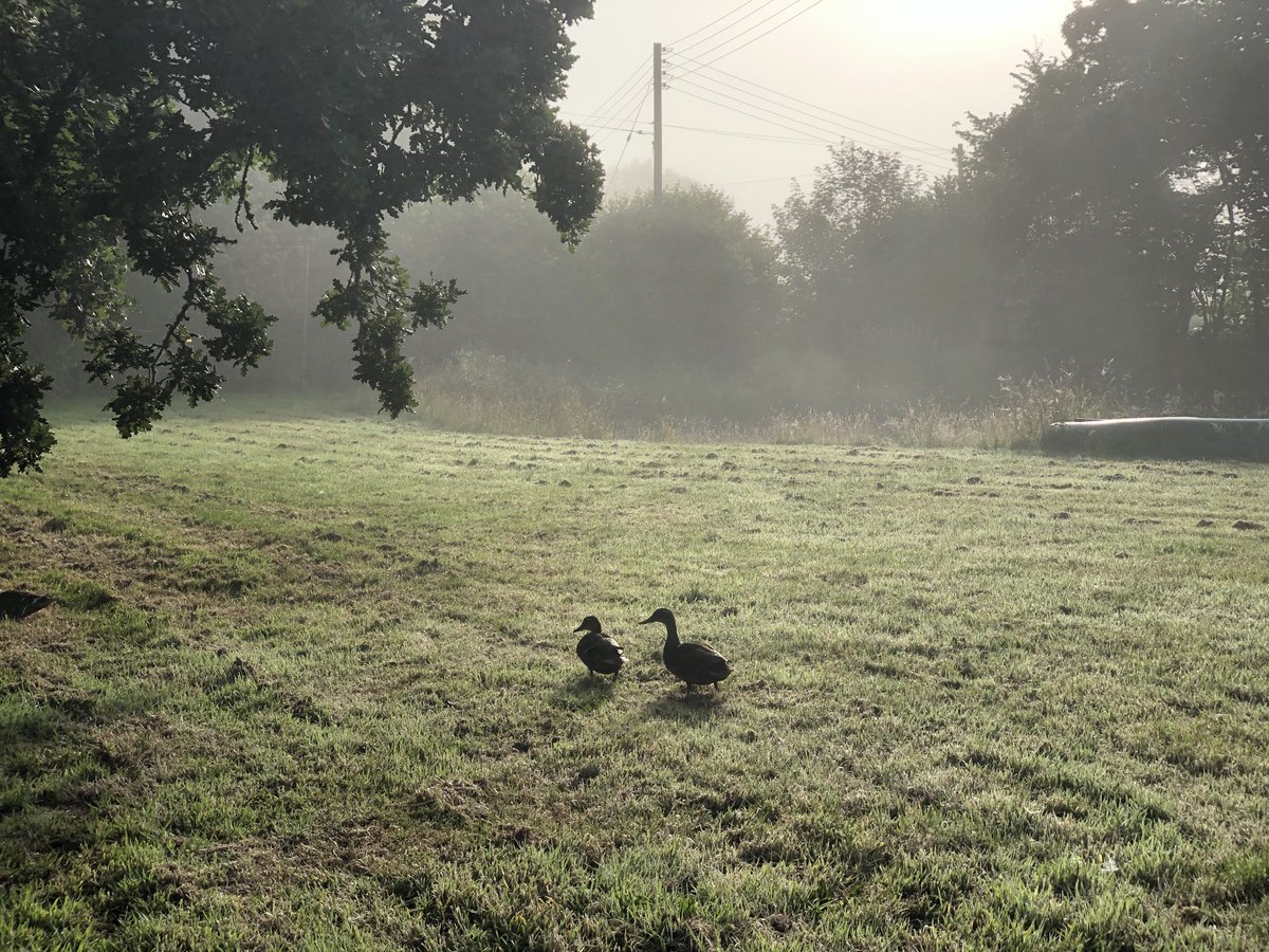 Out for their morning stroll. Just seeing what’s about, before a nice long day in the pond… 😎