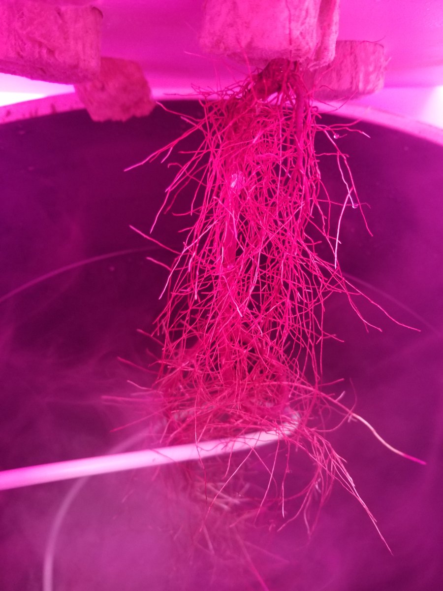 ExudetteRootly's tweet image. What a magnificent root ball! And it just keeps going... #fogponics #rootballer #CedarIsABeast.