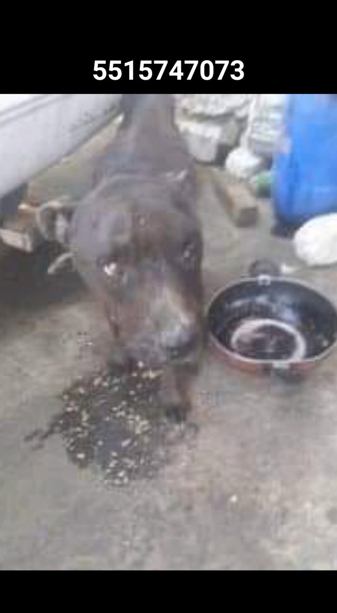 FundacionToby's tweet photo. Este cachorro necesita ayuda urgente, se encuentra en el estado de México.

Nos ayudan a compartir? La información del rescatista está en la foto. https://t.co/dAzmIxBwmd